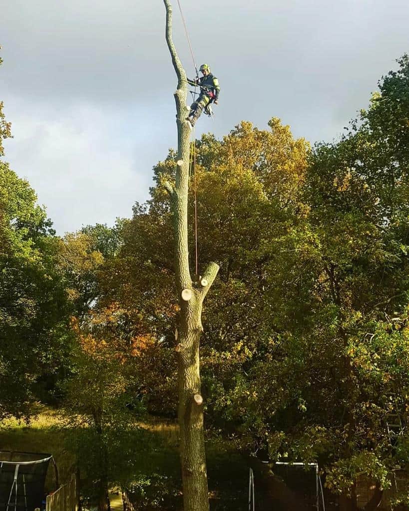 This is a photo of an operative from LM Tree Surgery Portchester felling a tree. He is at the top of the tree with climbing gear attached about to remove the top section of the tree.This is a tree laying on the ground of a garden that has just been felled by the operatives from LM Tree Surgery Portchester