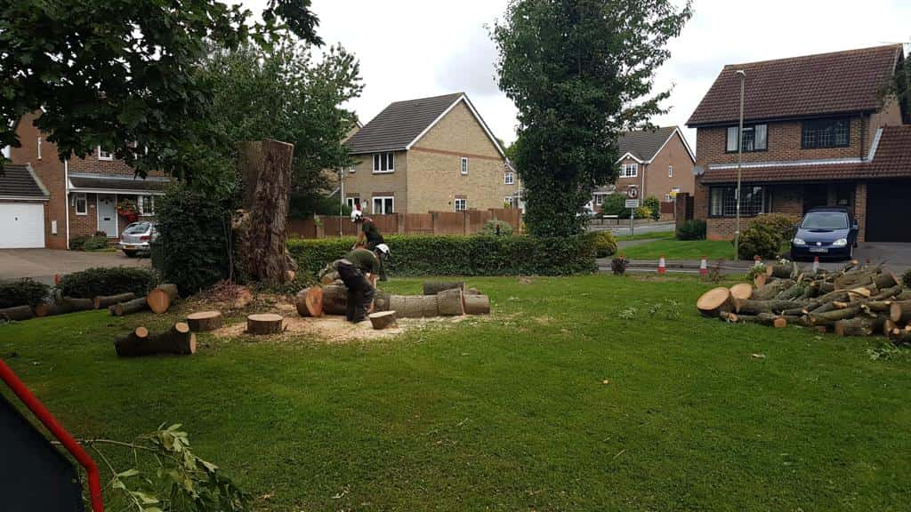 This is a photo of a tree that has been cut into sections on a communal area, and is now being removed from site. Works undertaken by LM Tree Surgery Portchester