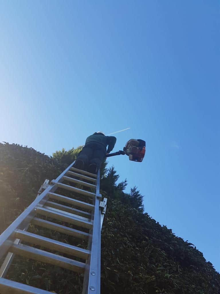 This is a photo of an operative from LM Tree Surgery Portchester up a ladder rested on a hedge with a petrol strimmer.