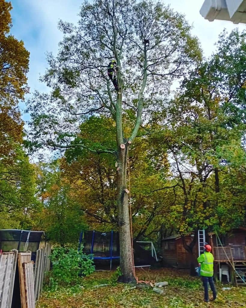 This is a photo of a tree being pruned, there is a man up the tree cutting a section of it down while another man is standing in the garden of the property where the tree is located overseeing the work. Works carried out by LM Tree Surgery Portchester