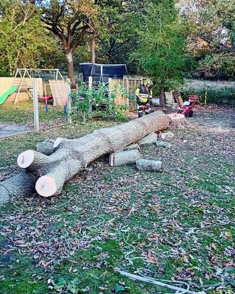 This is a tree laying on the ground of a garden that has just been felled by the operatives from LM Tree Surgery Portchester