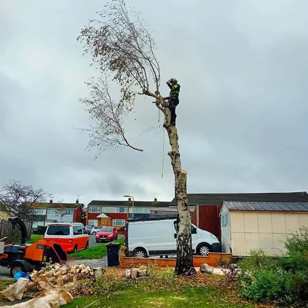 This is a photo of a tree that is being removed by an operative from LM Tree Surgery Portchester, the arborist is at the top of the tree about to cut down a section of it.