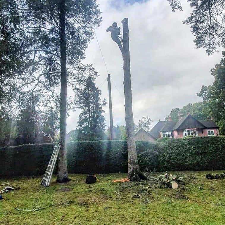 This is a photo of a tree that is being removed, there is just the trunk remaining and the operative from LM Tree Surgery Portchester is at the top cutting a section of it off.