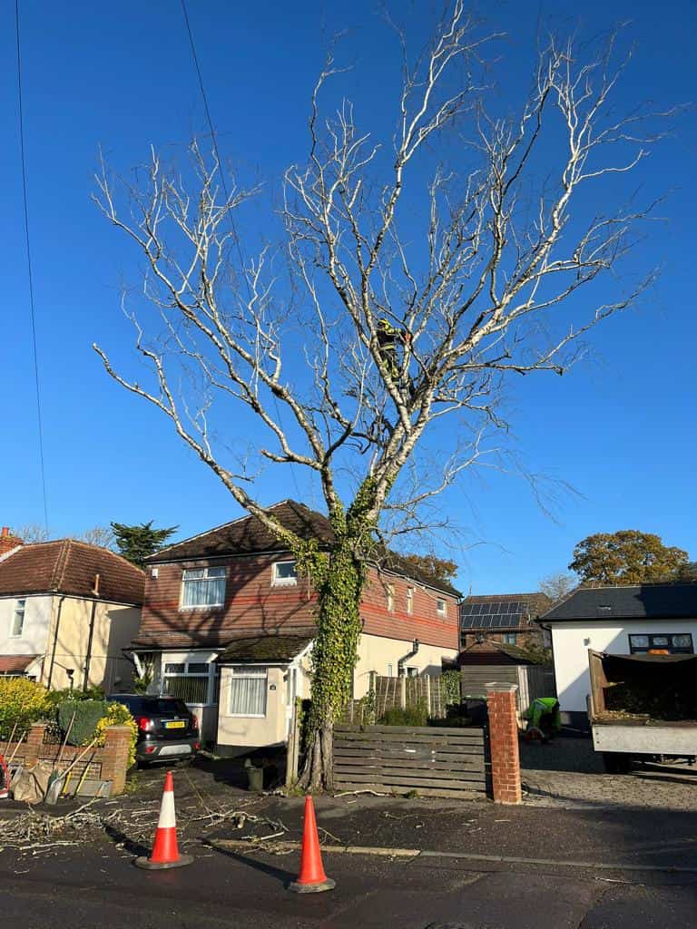 This is a photo of a tree on the pavement that is having limbs removed which are near to power lines. Works undertaken by LM Tree Surgery Portchester